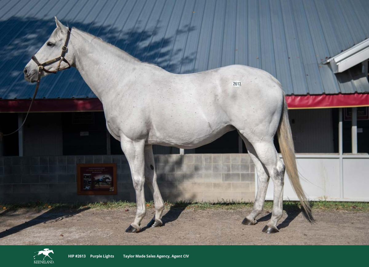 Keeneland Kasım Satislarinin 7. Gününde Ailesinde G1 Irish Derby Galibi Lambournu bulunduran #2613 Purple Lights isimli kisrak Tiz The Law dan gebe olarak $25 bin dolara Cem Ozbelge tarafından Ekurisine kazandırıldı 🚀