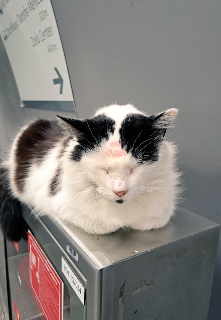 İstanbul metrosunda bir kedi. Neden öyle öptünüz ki
#İstanbul #Cat