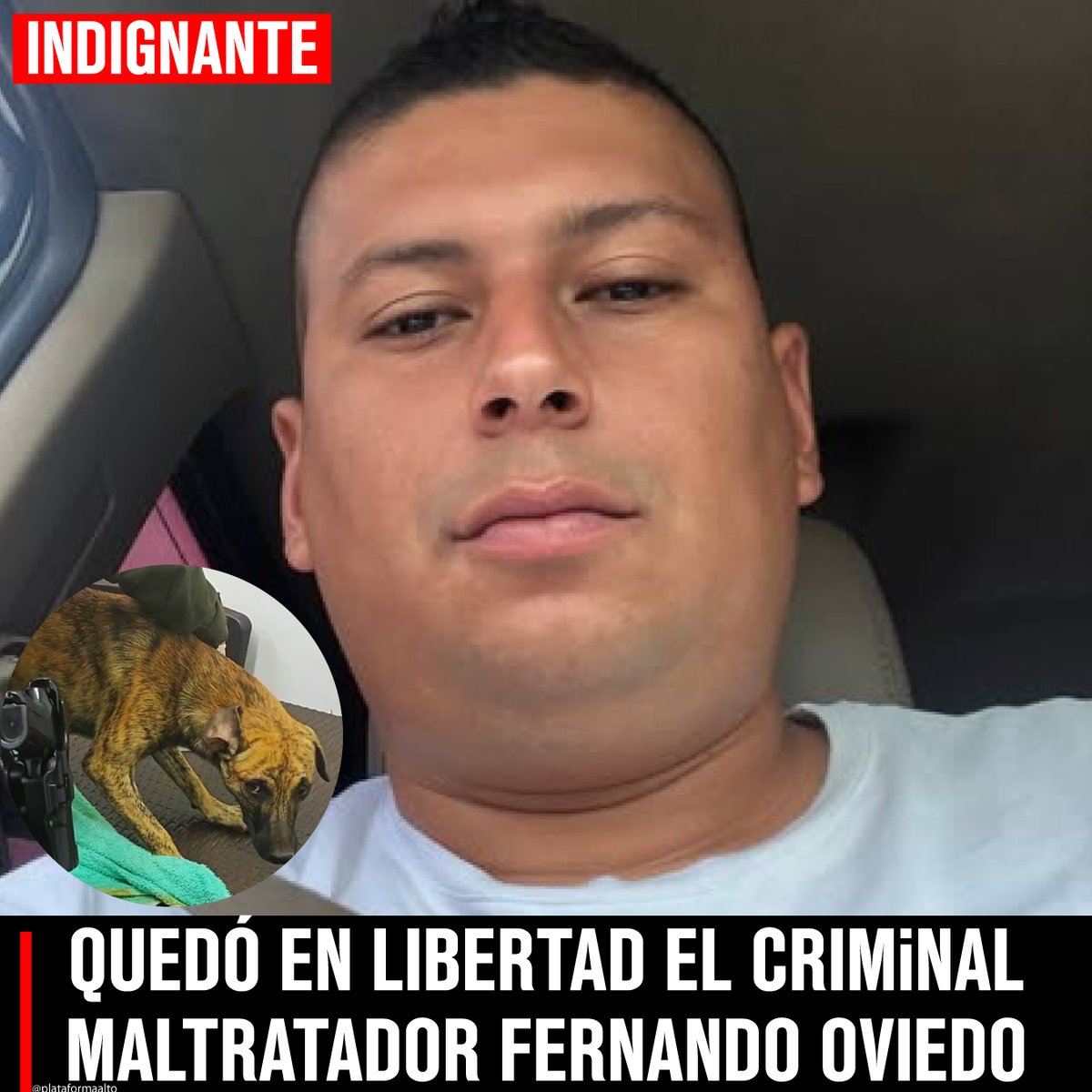 PlataformaALTO's tweet image. INDIGNANTE. Quedó libre Fernando Oviedo, el sujeto que cometió el horrible caso de maltrato animal evidenciado en un vídeo. Se había entregado a las autoridades luego de miles de personas se unieran para  buscarlo 🤬

Ahora fue dejado en libertad porque la Fiscalía de Antioquia…
