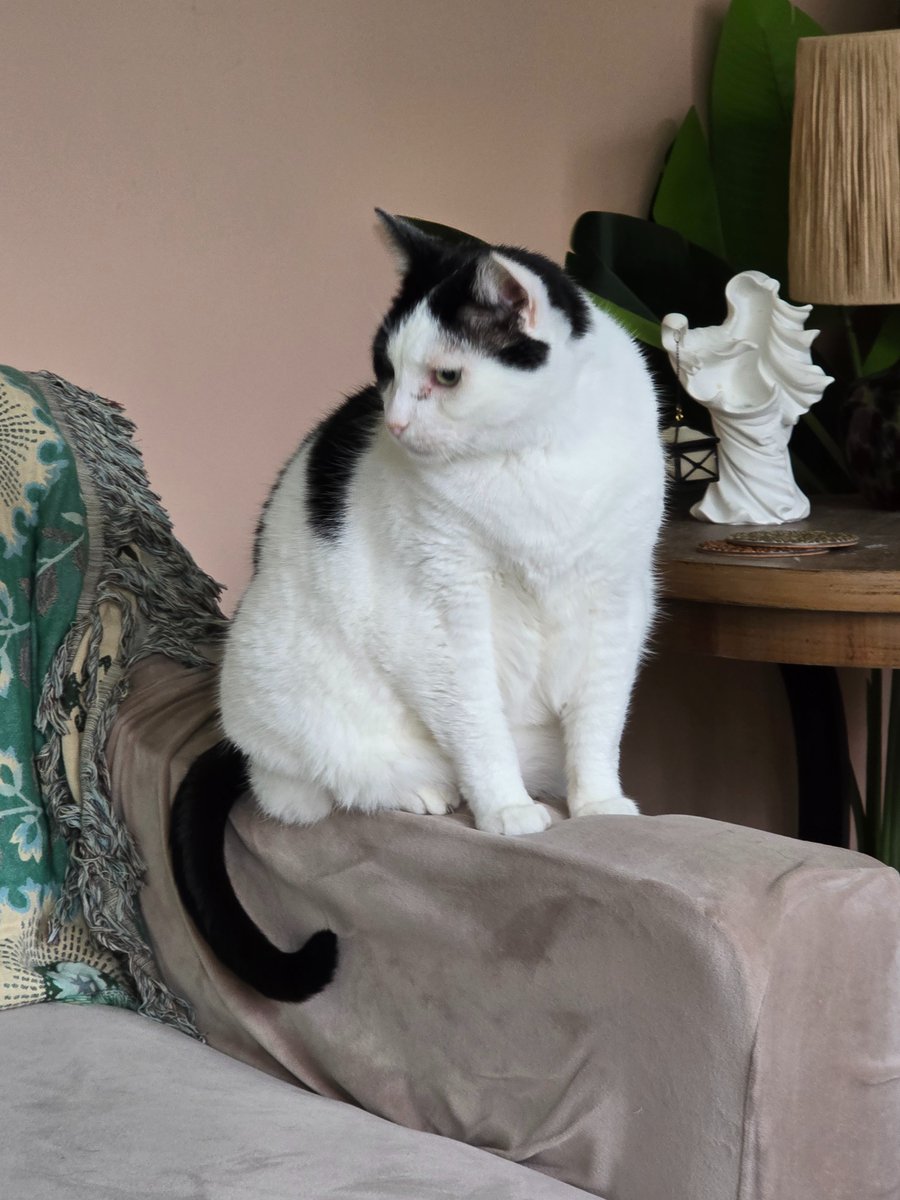 JSteinbroner's tweet photo. @catshealdeprsn Bigglesworth https://t.co/zNyrg0f0bK