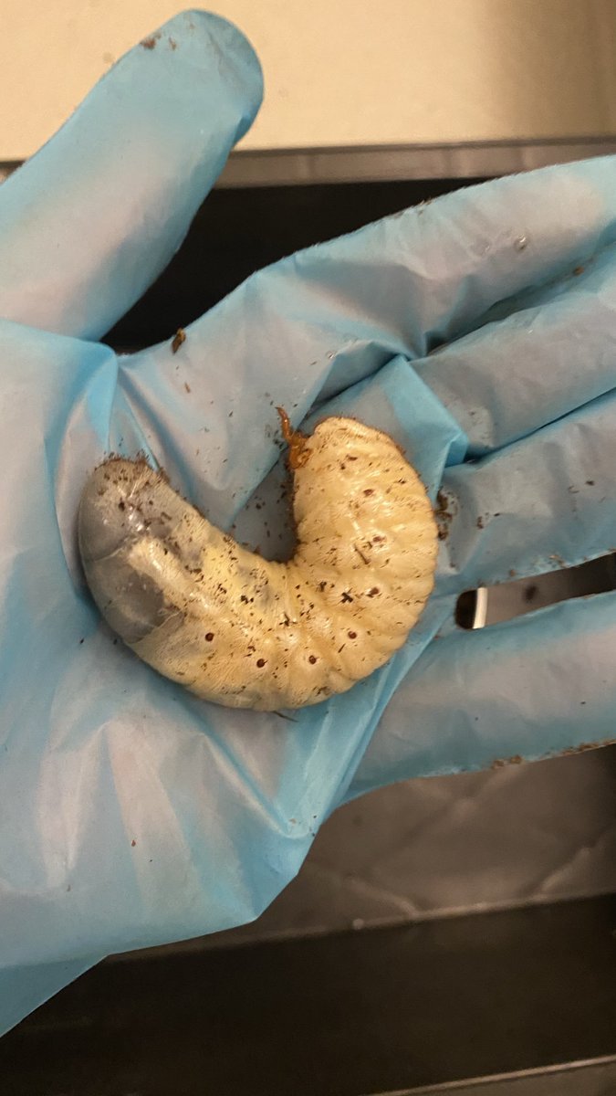 jimantis's tweet photo. 前回10/3にカブトムシの2齢幼虫を個別飼育にしてマット交換。
そして今回11/9に再交換。
3齢になって、先月平均14g→今月はなんと30g！
立派に成長してくれてよかった🙌✨

#カブトムシ 
#幼虫飼育 
#昆虫飼育 
#カブトムシ成長記録 
#昆虫好きな人と繋がりたい 
#カブトムシのいる暮らし 
#昆虫観察 https://t.co/F0zoX3Vh8G