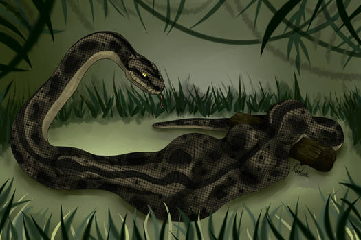 Kaa (Parody) tweet media