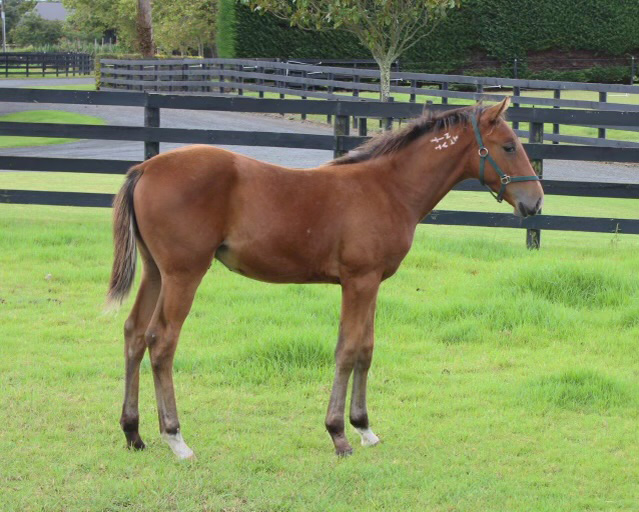 New Zealand Cup Day stands as one of the great moments on the Southern Hemisphere racing calendar  - a day that celebrates not only the horses and connections on the track, but the breeders whose long-term vision makes these moments possible.

To every breeder with a horse