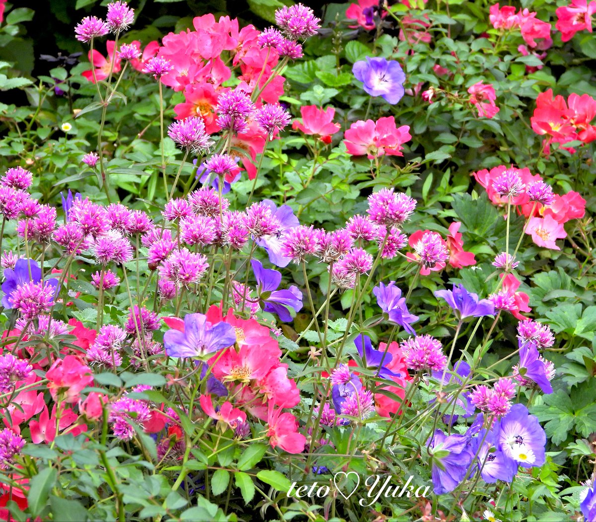 Nature Plants_hana_ Community on X - 271 Members