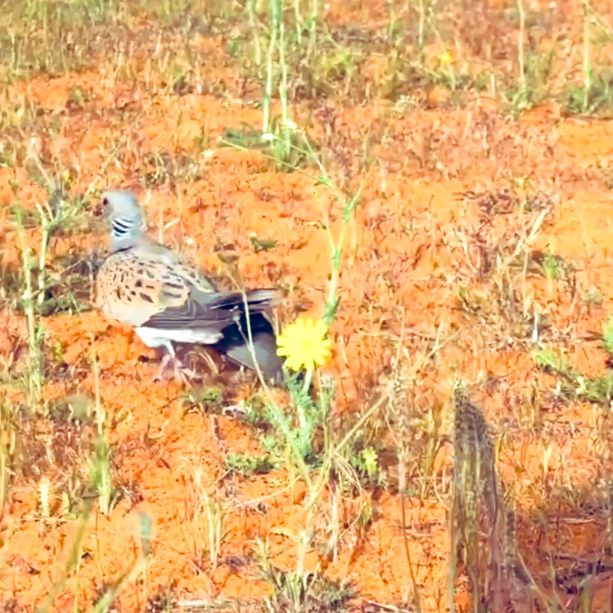 يا طير جيت أشكيلك الحال يا طير 
جيتك وانـــــا يا طير نفسي عليله..🥀🥀