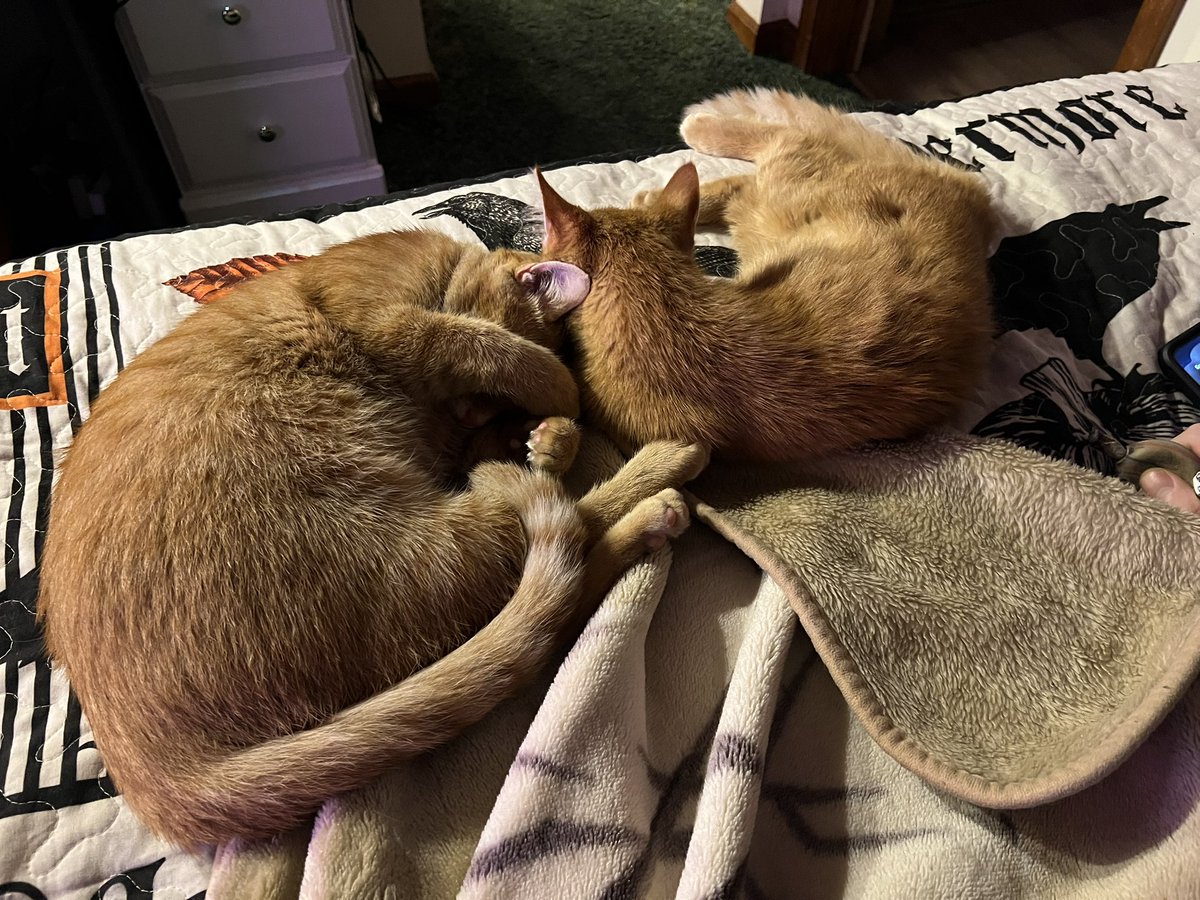 thebat1919's tweet photo. Ellie &amp; Emery gettin big https://t.co/4kQbbwOjzf