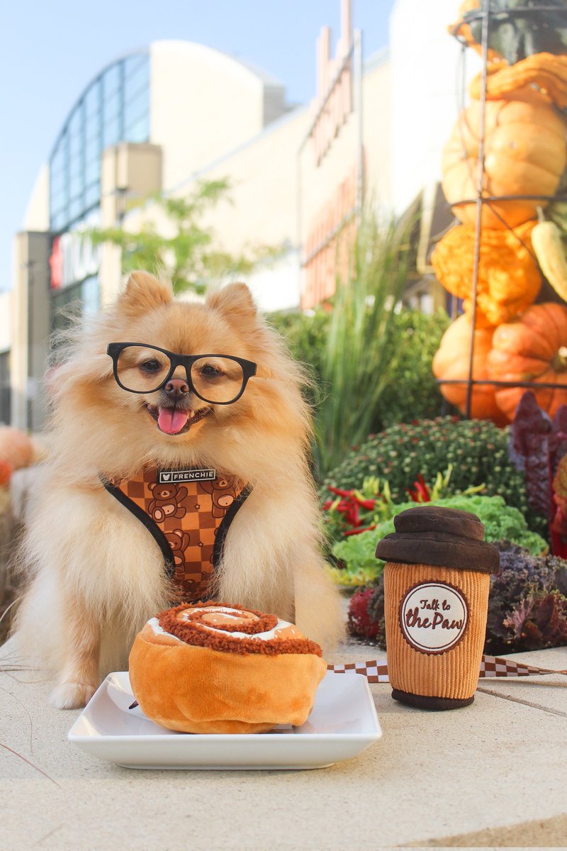 WinstonNRichard's tweet photo. Sip, sit, stay ☕🐶💤
☕ Pup Cup Café toys → https://t.co/TytFDWxrA1

#pomeranian #dogtoys #amazonaffiliate https://t.co/tAMnX0qQHm