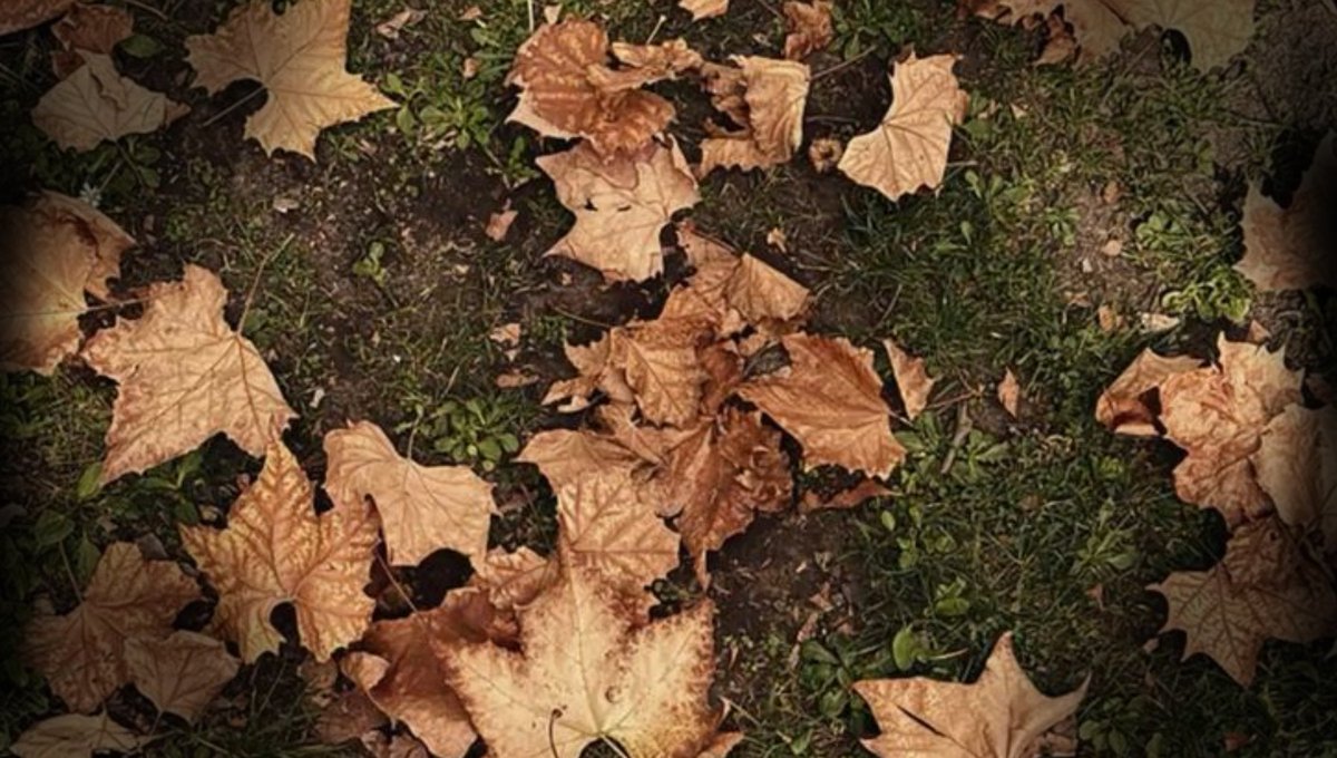 fragilelys's tweet image. ㅤㅤㅤ  ͮㅤㅤㅤUn automne à vos côtés
ㅤㅤㅤㅤ ㅤㅤㅤฅฅㅤㅤ ㅤㅤㅤym