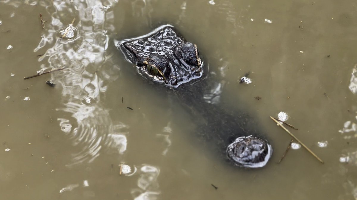 The American alligator’s eyes and nostrils sit high on their head — letting them see and breathe while the rest of their body stays hidden beneath the water. Perfectly built for life in the Louisiana wetlands. 🌾
