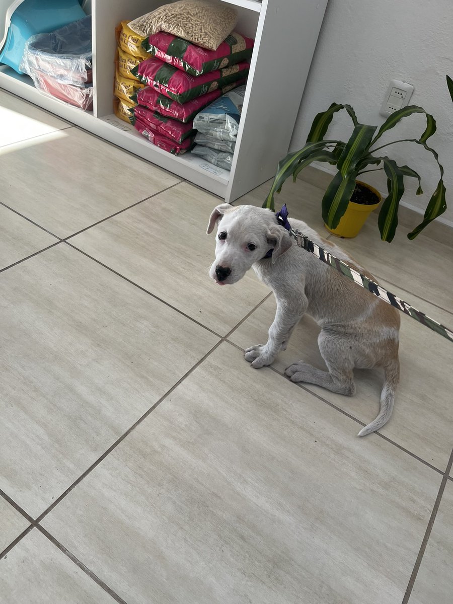 M1973Diego's tweet image. Hoy fue su primera vacuna 🥺