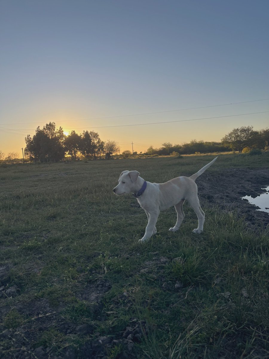 M1973Diego's tweet image. Hoy fue su primera vacuna 🥺