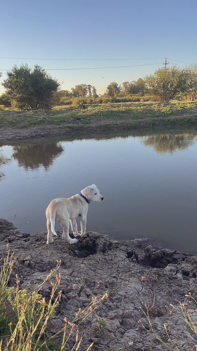 M1973Diego's tweet image. Hoy fue su primera vacuna 🥺