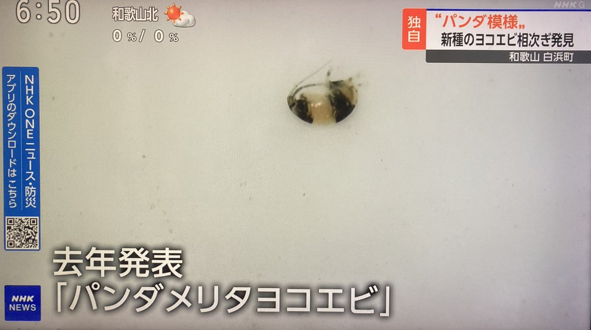 パンダえび パンダ模様の新種ヨコエビ、和歌山で発見…広島大グループ「保護色の