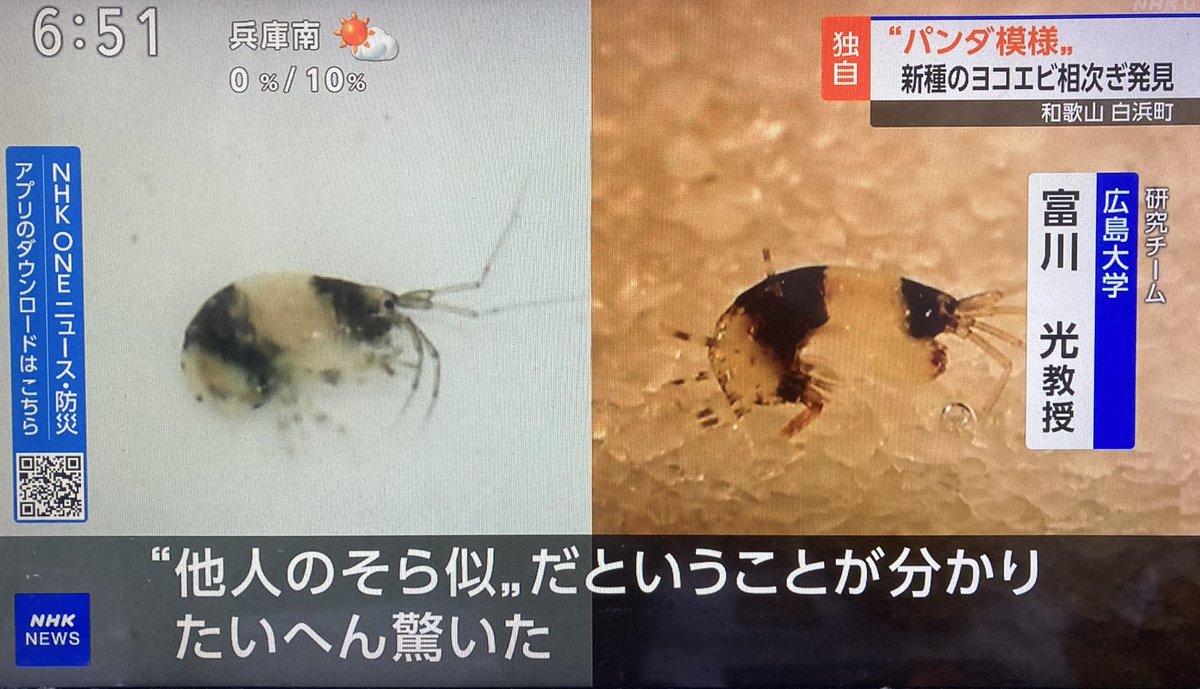 パンダえび パンダロス”に揺れる和歌山・白浜町 新種の『白黒動物』を発見 パンダ