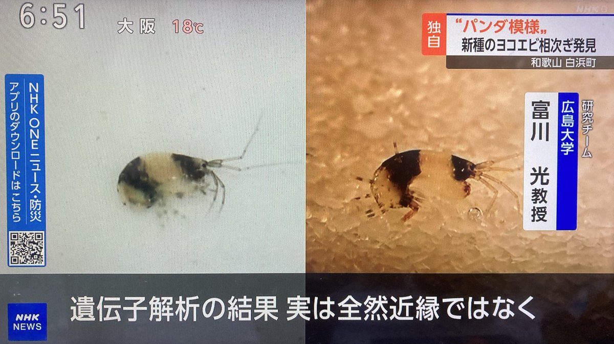 パンダえび 和歌山 パンダ柄の新種のエビ 去年パンダの柄にそっくりってんで