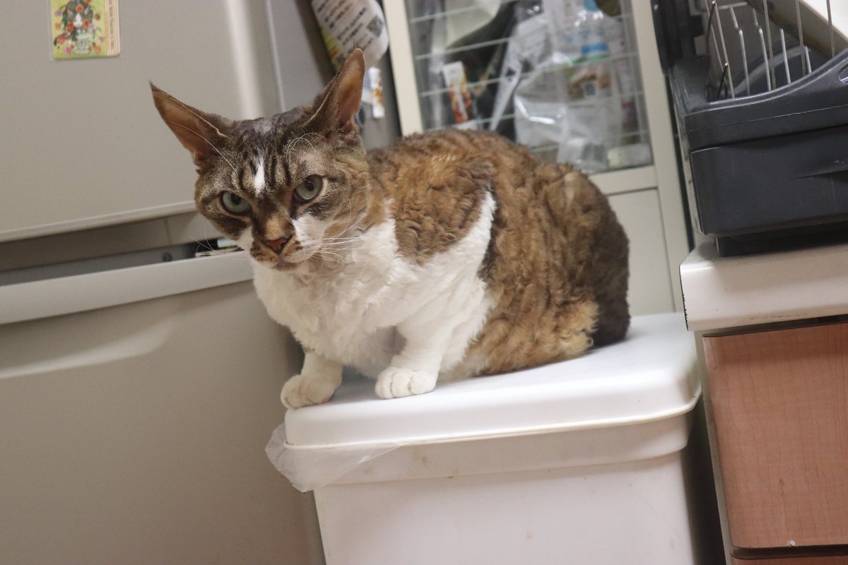 1Ja9w8wpHrbzSWm's tweet image. 2025年11月11日(火) 今日のチョコくん🐈‍⬛

おはようございます。
今朝も冷え込みますね。今日は降らないかな?
さて私は今週は今日から始動です。
チョコくん今朝はうろうろ😸
ごみ箱が気になるチョコくんのショットを(^_^)
#devonrex #デボンレックス 
#yashika #snip #sakuraquiet