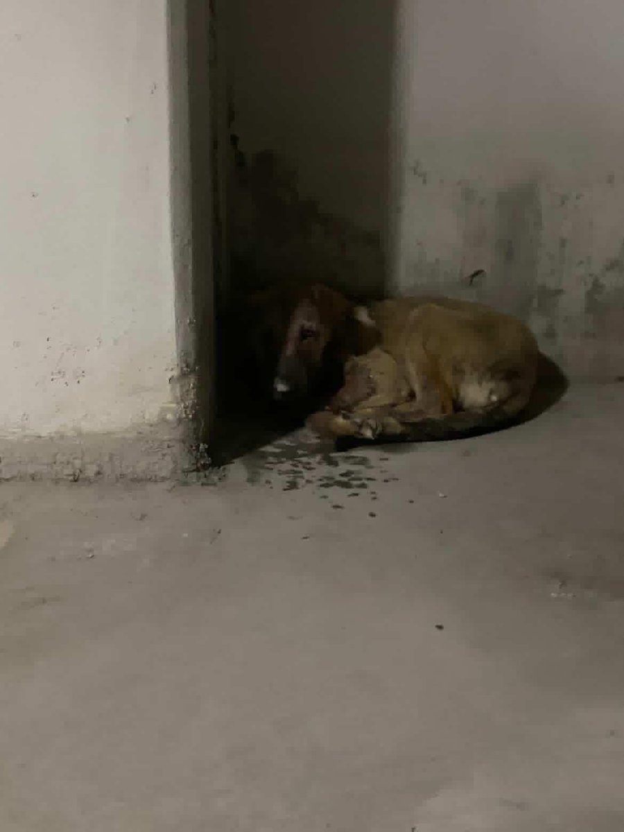 Gazi üni. Beşevler kampüsündeydi ama ya birisi dövdü ya araba çarptı çenesi kırılmış vücudu yaralarla dolu fakat şu an bulamıyoruz Gazi Mahallesi'nde Gazi'nin etrafı kampüslerde Hacı Bayram Veli kampüslerinde o civarlarda çenesi kırık düşük ve yaralı köpeği görürseniz