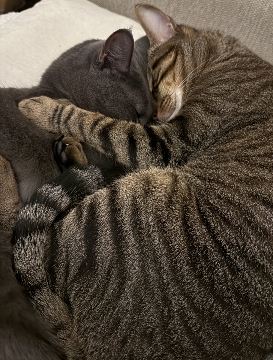 𝐶ℎ𝑖𝑖𝑟𝑜 ᰔᩚ tweet media