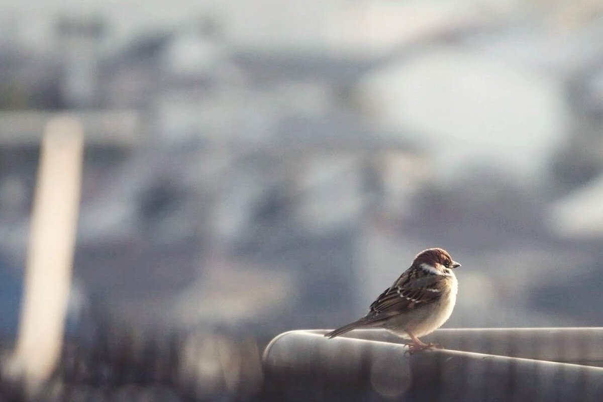 pekomo (@pm_kirua) on Twitter photo 