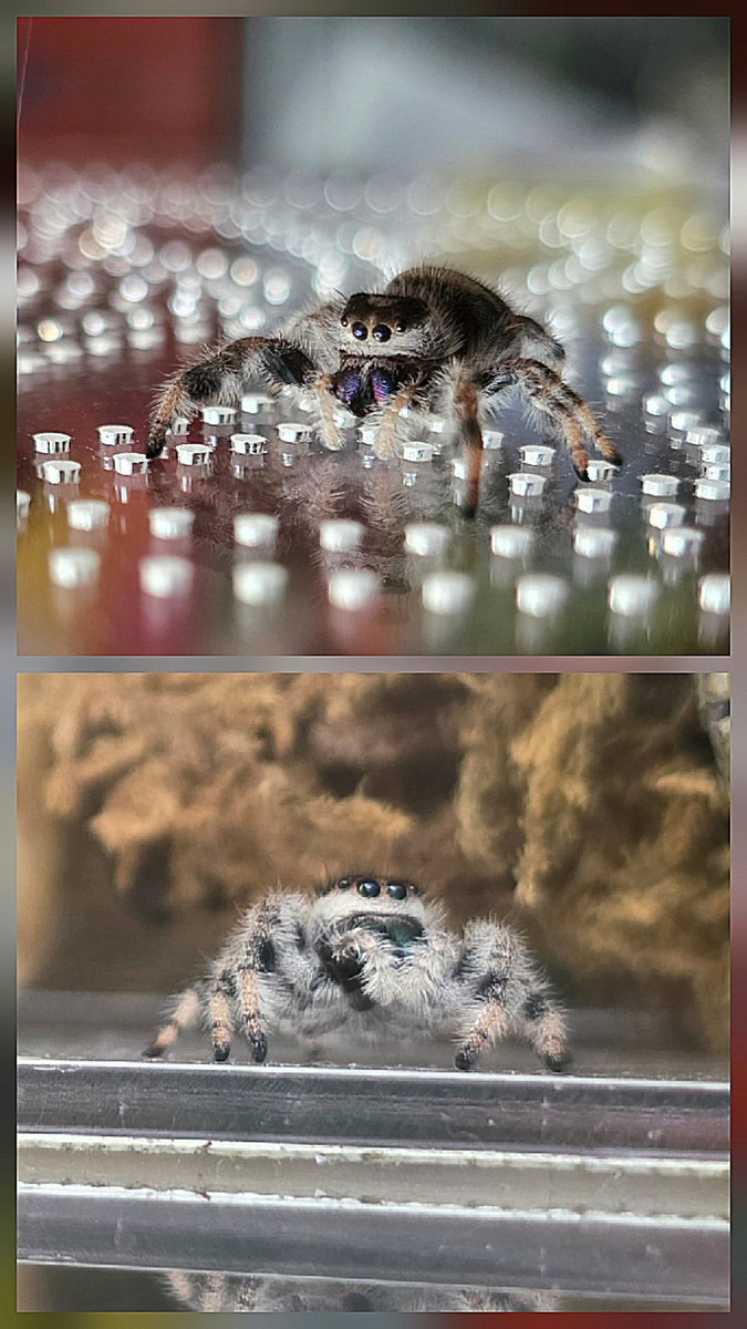 sennie76's tweet photo. We hebben er twee vriendinnen bij hier. Cookie en Cheesecake. Heel lief en fluffy. Phidippus Regius Bahamas springspinnen. https://t.co/9XJuwo2FmV