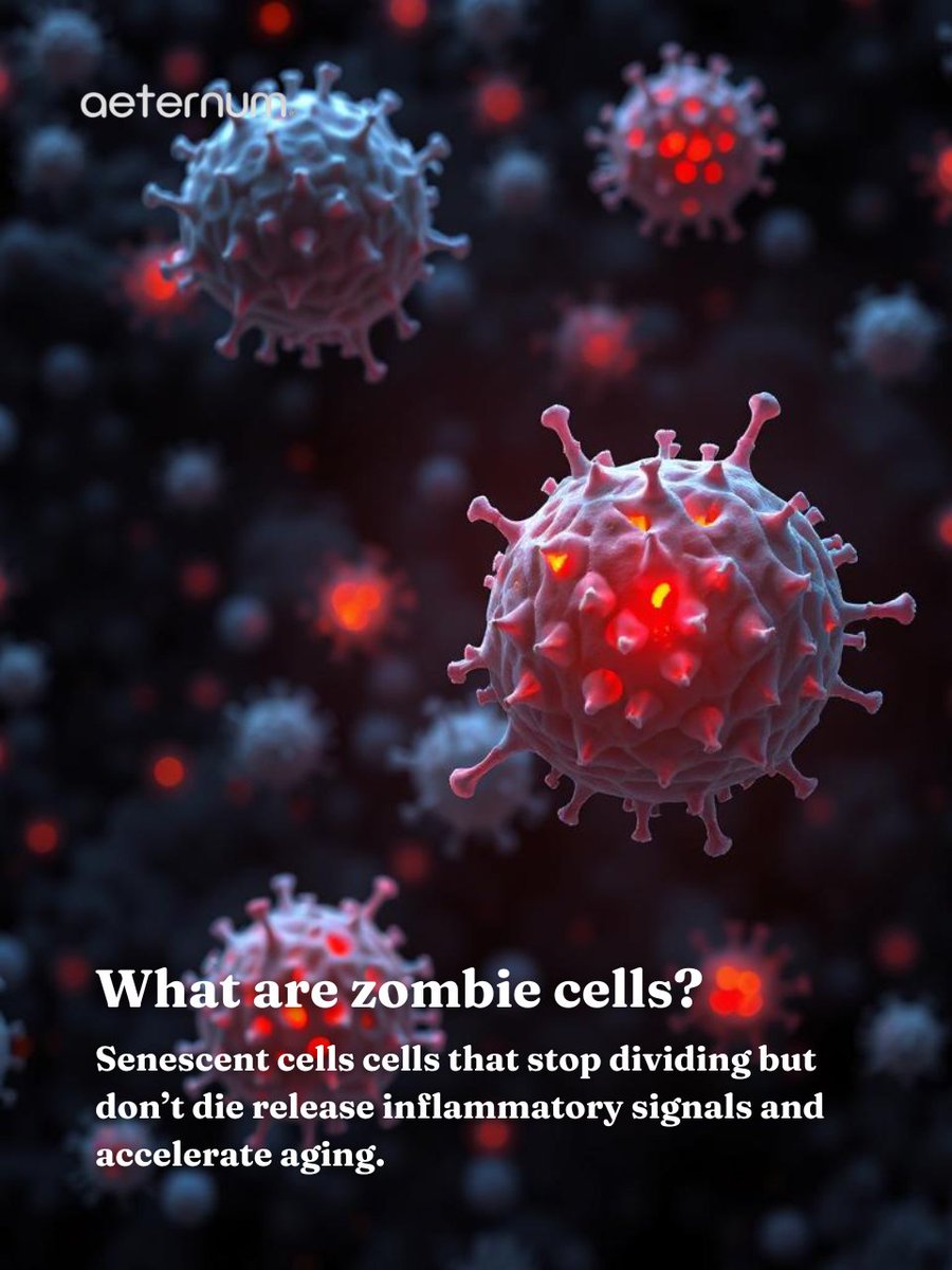 aeternumcompany's tweet image. 🧬 Fisetin, found in strawberries &amp;amp; apples, clears “zombie” cells that speed aging ✨ Boost energy &amp;amp; longevity naturally. 🌱 Follow us &amp;amp; visit our site! #Fisetin #HealthyAging #BiohackingHealth