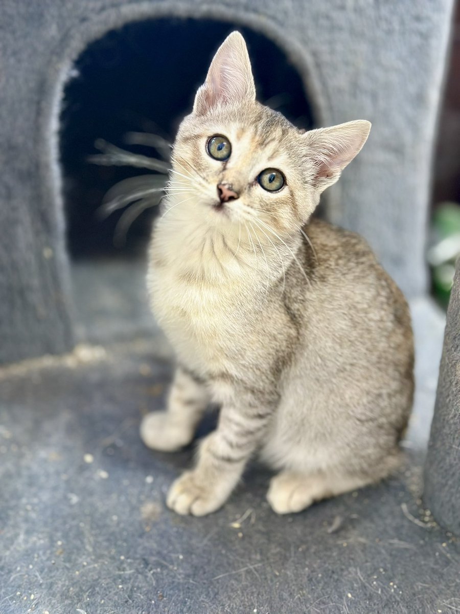 H_Limoneros's tweet image. Miren la carita de esta hermosa bebé de 2 meses🥹una vecina la rescató y le recomendamos llevarla con nuestra vet para tenerla en observación, desparasitarla y vacunarla, es lo que le sigue de cariñosa y te sigue por todos lados🥰adóptenla para que crezca en un hogar, es la más…