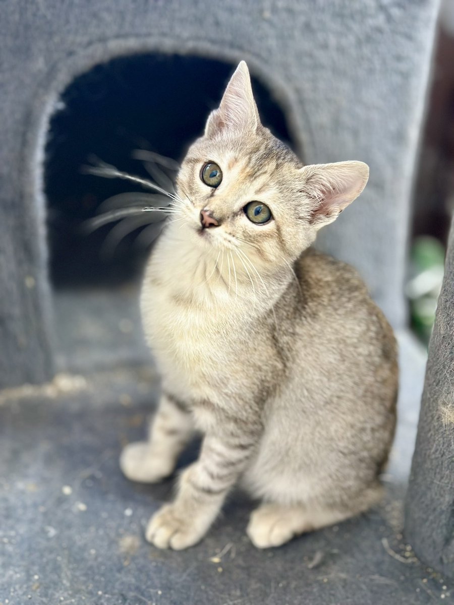 H_Limoneros's tweet image. Miren la carita de esta hermosa bebé de 2 meses🥹una vecina la rescató y le recomendamos llevarla con nuestra vet para tenerla en observación, desparasitarla y vacunarla, es lo que le sigue de cariñosa y te sigue por todos lados🥰adóptenla para que crezca en un hogar, es la más…