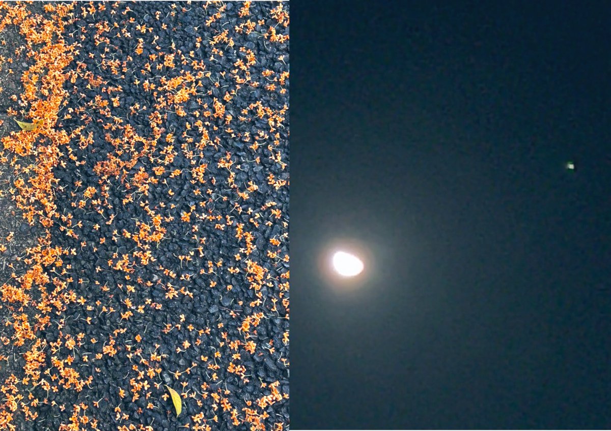 momo⭐️ページ 🐨Momo🧢 on X