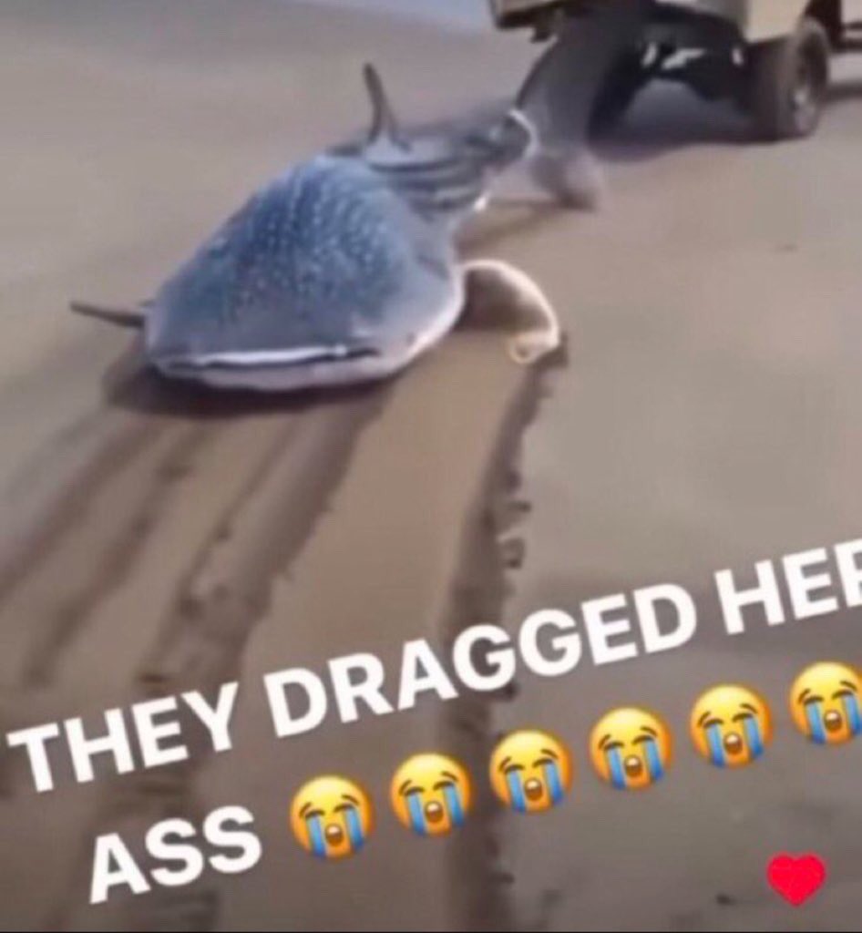 last pinkpantheress show tonight god this week has been so surreal i don’t want it to end