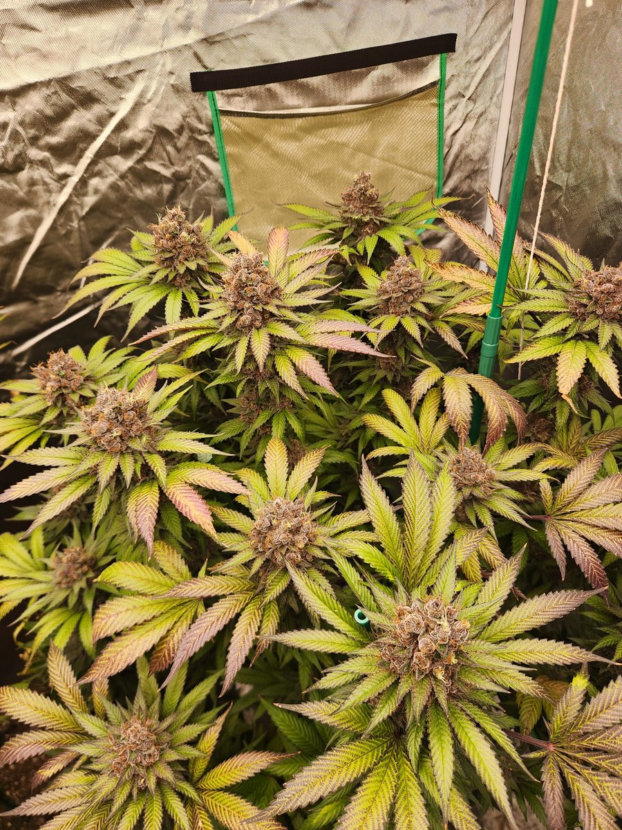 East Coast Home Grown 17 tweet media