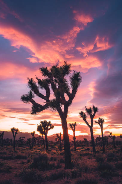 AmericanIndian8's tweet image. Night
Sunset Joshua Tree,California 
#INDIGENOUS #TAIRP
