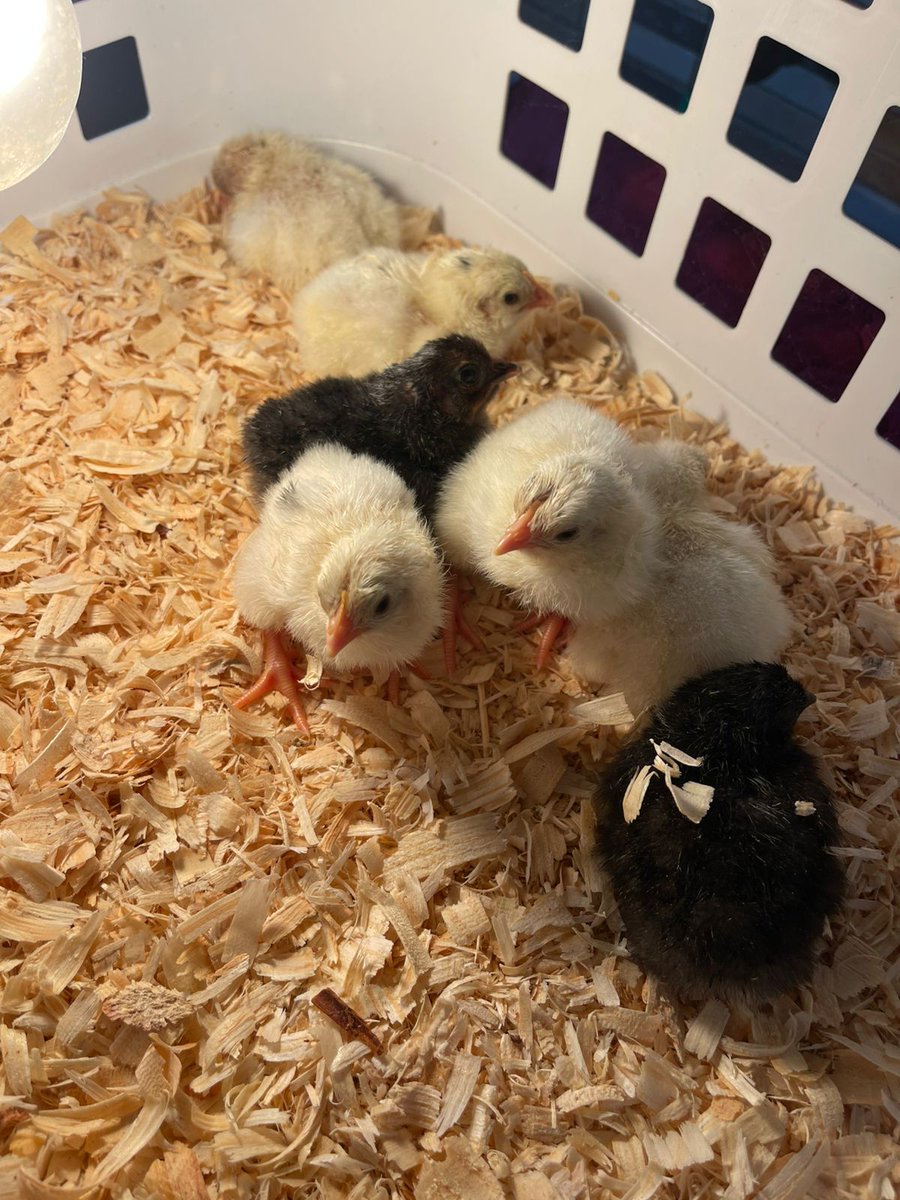 Producto de las gallinas ISA Brown con gallos de los Llanos de Ocú.  Una parvada de pollitos castizos. Más que huevos de pastoreo, son de patio, orgánicos y fértiles. Seguridad de consumo para los clientes selectos.