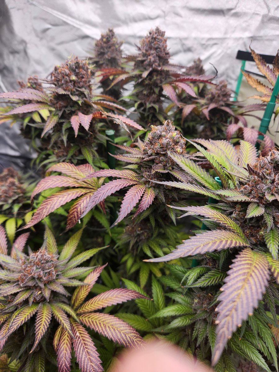 East Coast Home Grown 17 tweet media