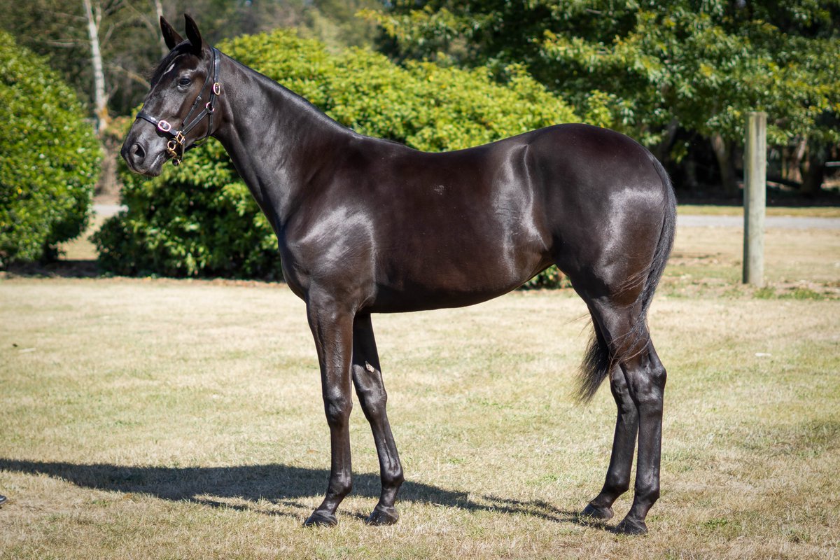 NZB Standardbred tweet media