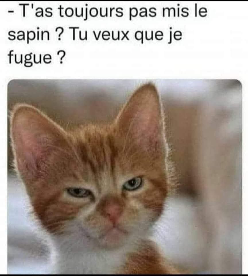 #Humour 🐈 🌲 😀