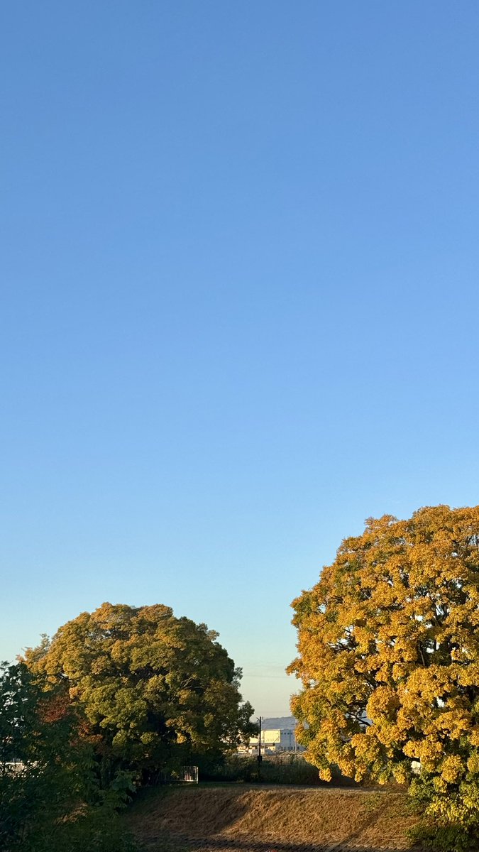 bobma_san's tweet photo. 2025年11月11日 火曜日

おはようございます

スッキリ秋晴れの朝空
寒いけど気持ち良くウォーキング出勤です https://t.co/ldzhQS6FjX