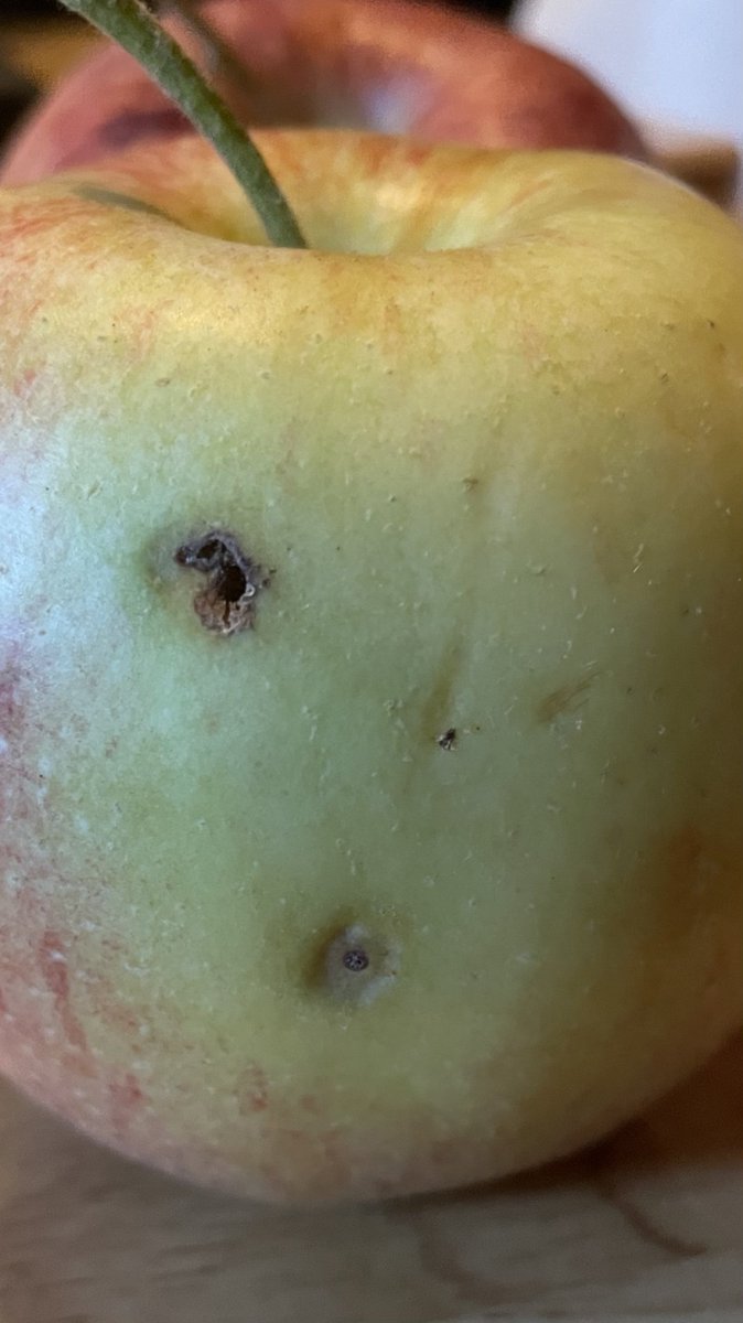 When God gives you Coddling Moth-stung apples, make applesauce.
Just don't forget to cut out the larvae damage.