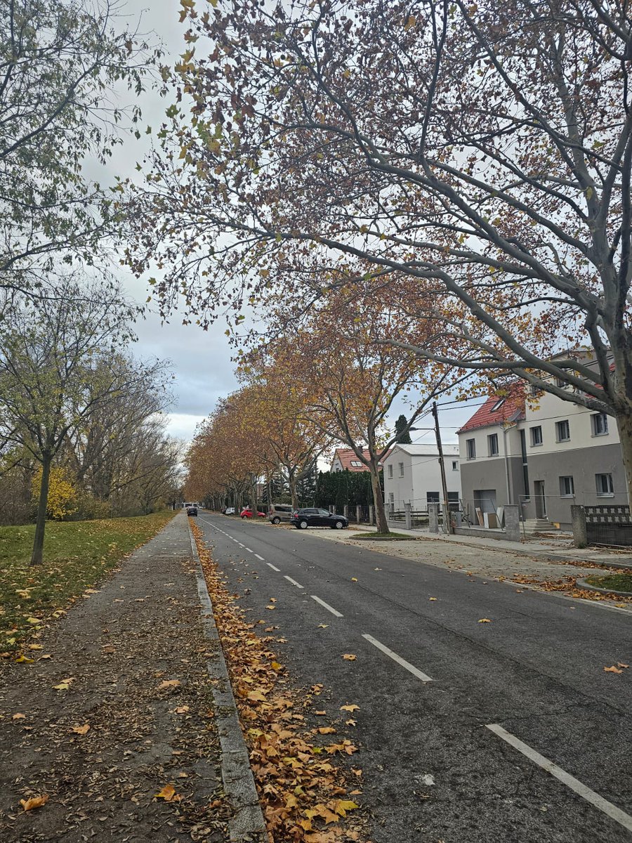 Viyana'daki ilk sonbaharım.