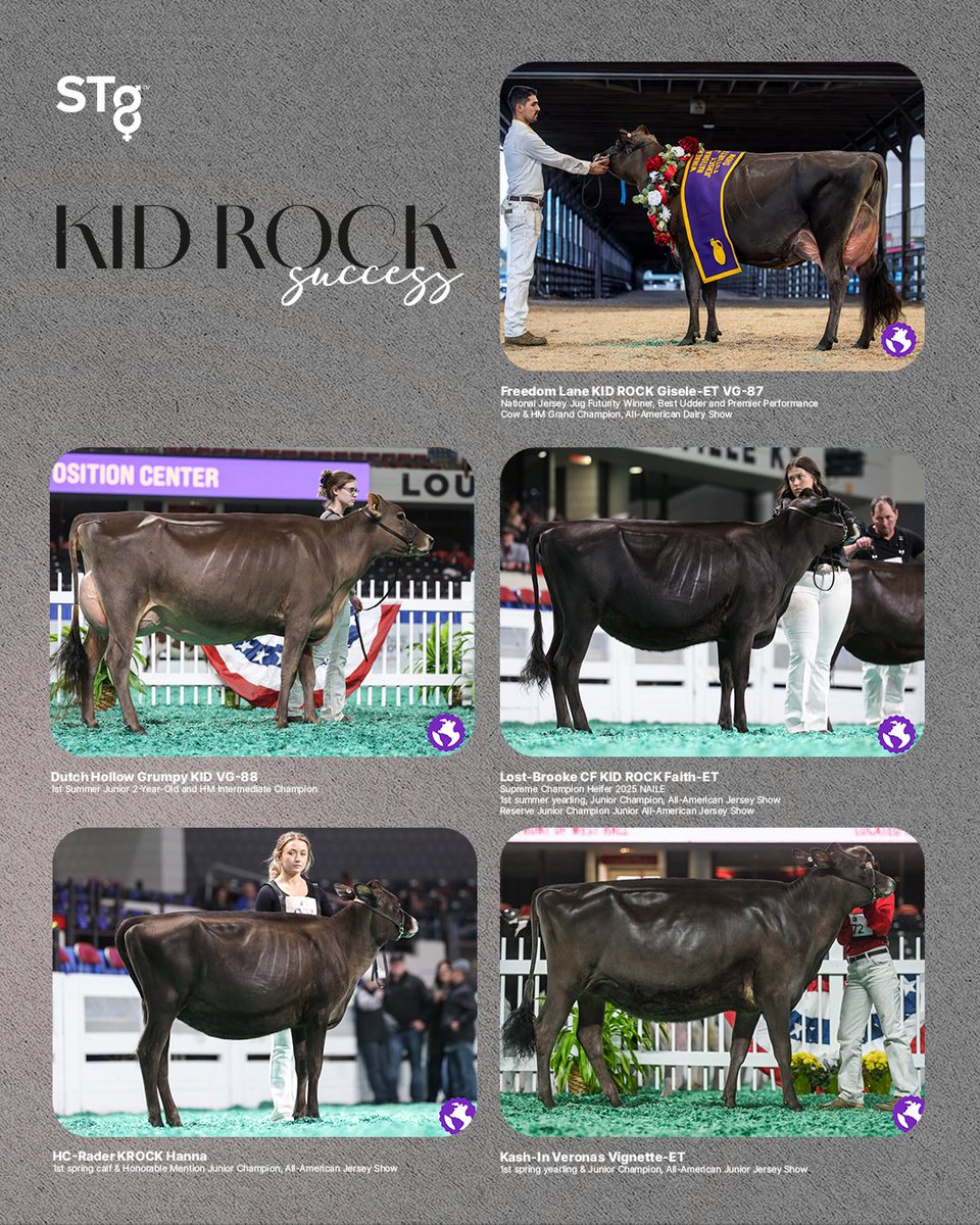 #KIDROCK from #STgenetics - Showring Success at the 2025 All-American Jersey Shows! All STgenetics™ Jersey Sires are available in #UltraplusHighPurity™: bit.ly/3Jt6OpT #STyleGenetics #JUI #NAILE2025 #AllAmericanJerseyShow