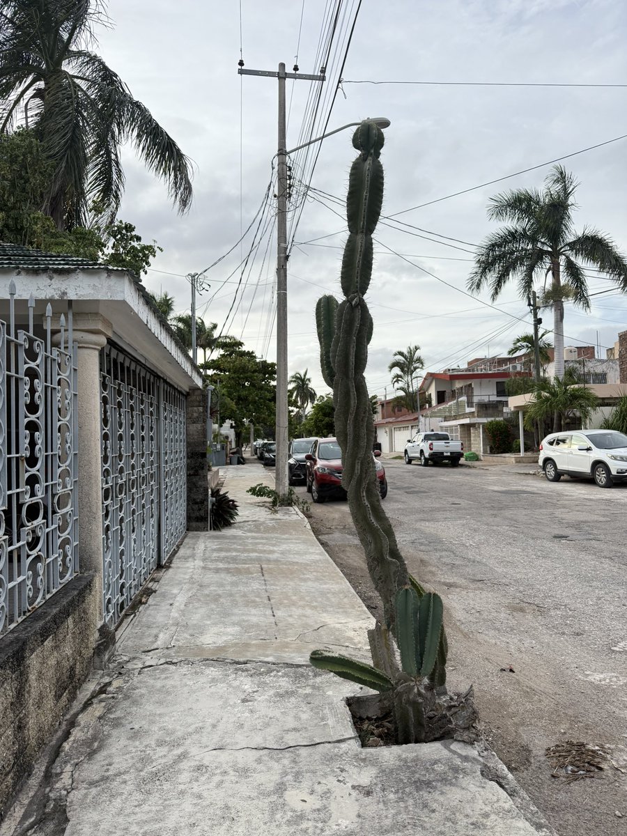 begin3d's tweet image. メキシコは歩道にサボテン生えてる