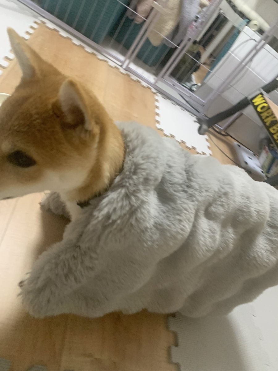 豆柴豆吉 (@mamekichi0620) / Posts / X