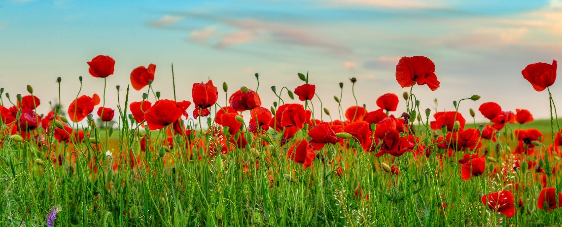 TMFScottP's tweet photo. Today is November 11. Remembrance Day.

I wrote a short reflection.

(Full article in link in thread) https://t.co/msBHkBh0WJ