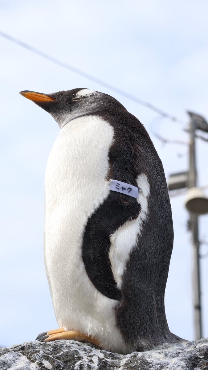 ぴよよん🐥⸒⸒ on X