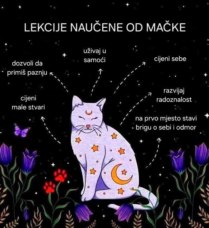 anci68pavlovic's tweet image. 