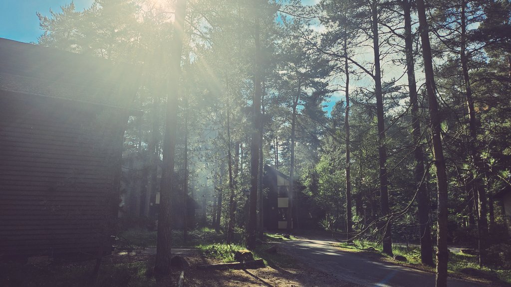 AftermathZGame's tweet image. Fun fact: We went to a lake side camp to help with the level design and to get some real-world inspiration. Would you guys like to see more behind the scenes dev log content? 🏕🔦