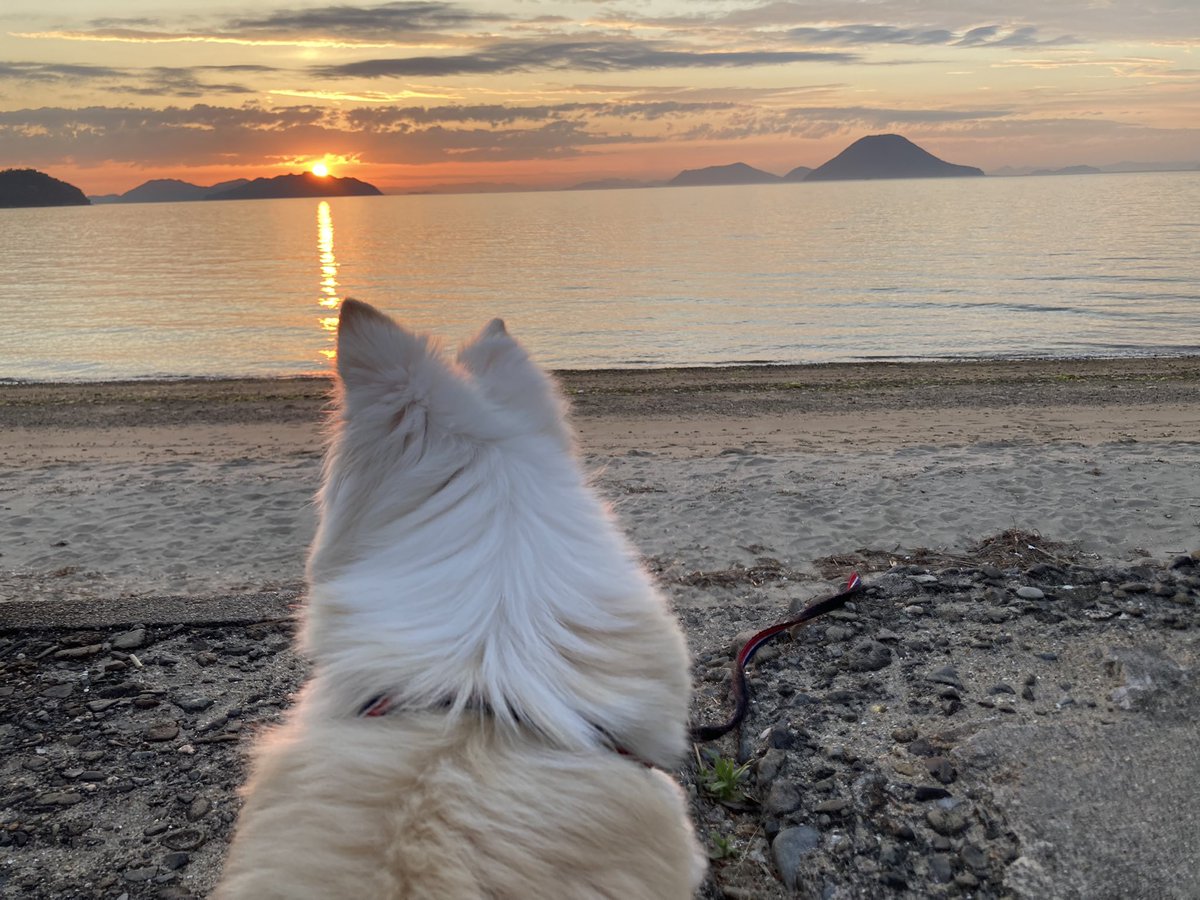 さーさん🐶🐾 (@jKWKPopo9O718Fb) / Posts and Replies / X