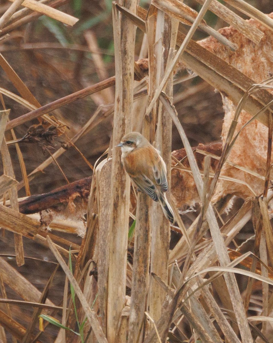 After dipping several in the past this Penduline Tit at Northwick Warth was a long overdue uk tick ✅ #bristolbirding #birds