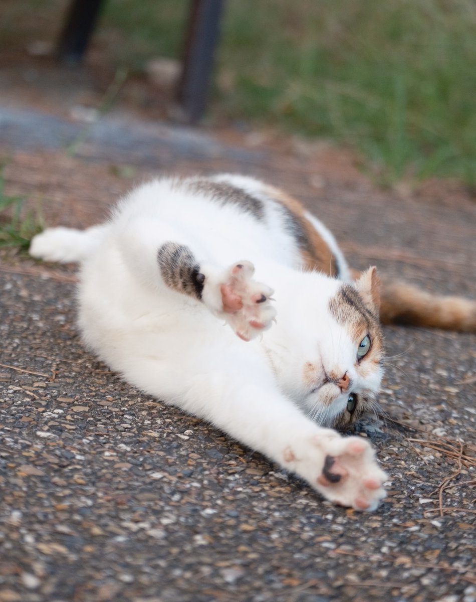 あおいとり🐱写真集「ずっと気まま猫」発売中 on X