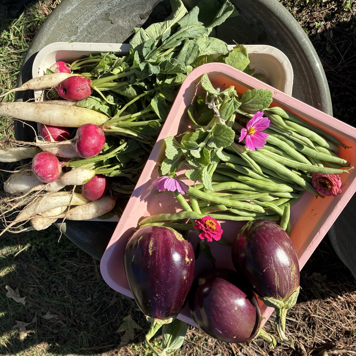 Angela Hoang tweet media