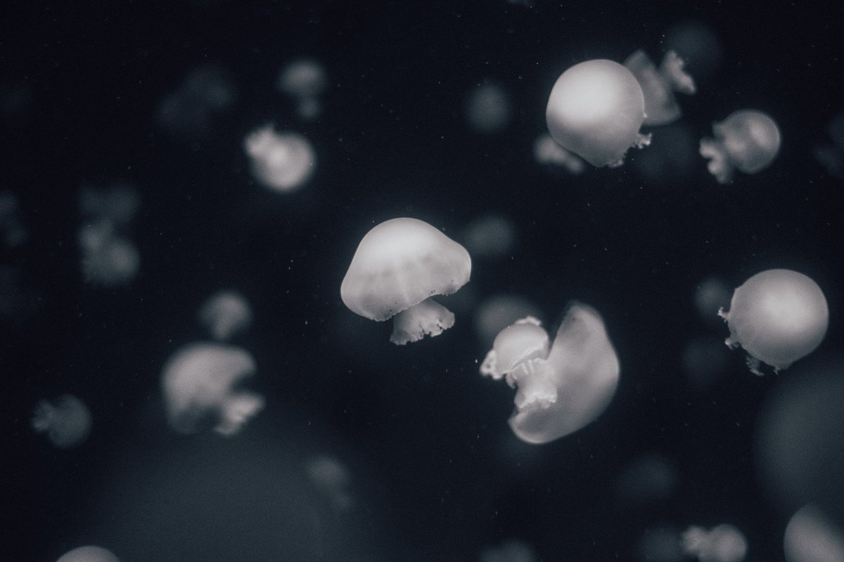 ran_a0_'s tweet photo. jellyfish https://t.co/Aes48h5gb1